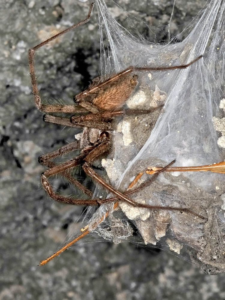 Tegenaria parietina - Borrello (CH)